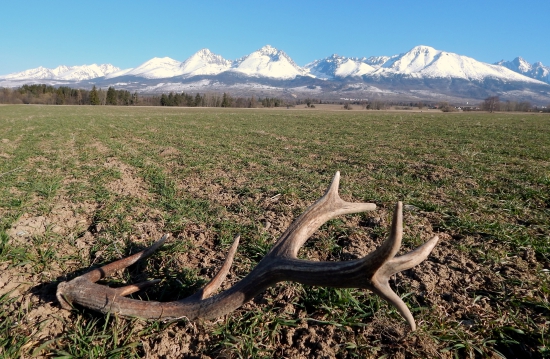 Nadejný lučňak :)