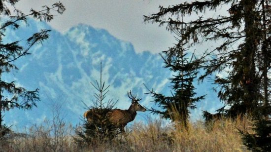 Jelienok a Tatry