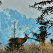 Jelienok a Tatry