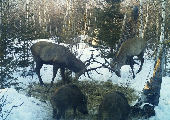 Kde sa dvaja bijú ...