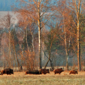 Ranný vláčik