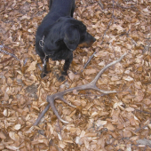 8 toračik minuloročny