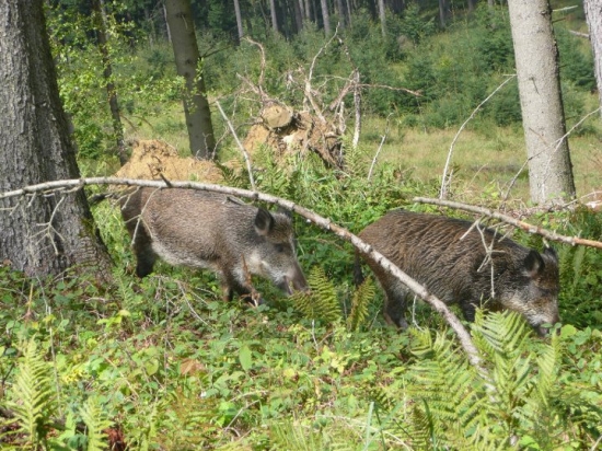 prasiatka na obednajšej prechadzke :)