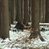 diviačica s prasiatkami