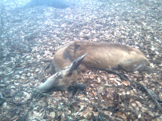 škoda mladého jeleňa