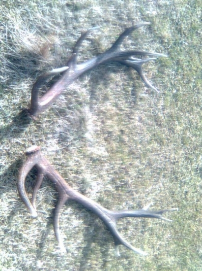 Minuloročný 16 torak