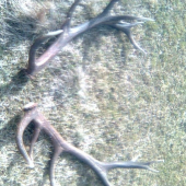 Minuloročný 16 torak