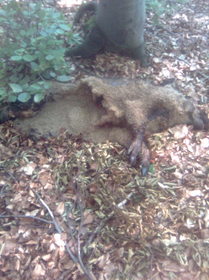 Dnešný nález-nedohladaný lanštiak