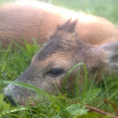 Včera ráno 1 vek.tr.