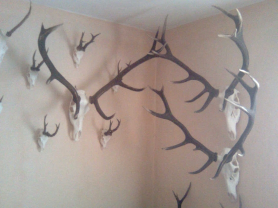 časť mojich trofejí 1