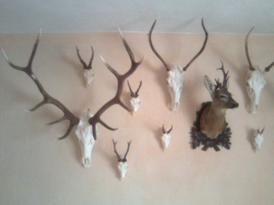 časť mojich trofejí 2