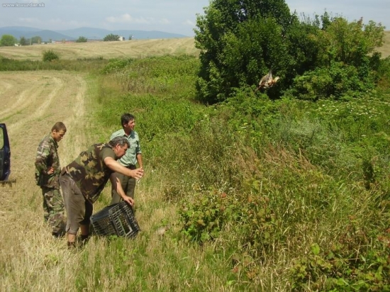 zazverovanie bažantom