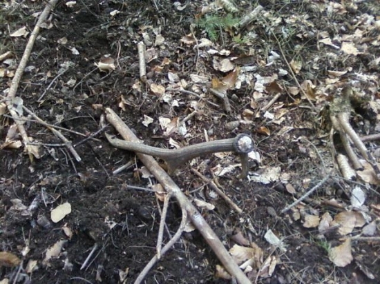 prvý tohtoročný v poradí 6