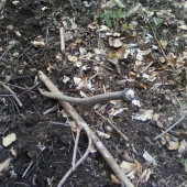 prvý tohtoročný v poradí 6