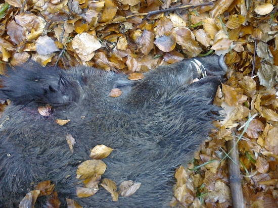 Kanček zo spoločnej