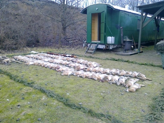 Výrad