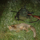 Keď nie srnec aspoň líška