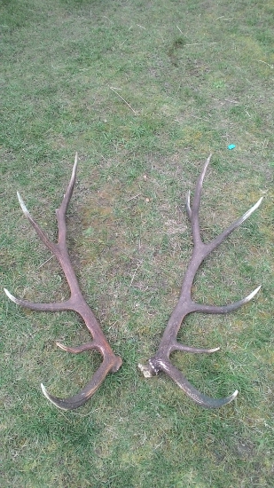 Jeden vylomený cez ruju,druhý dohladany nedávno