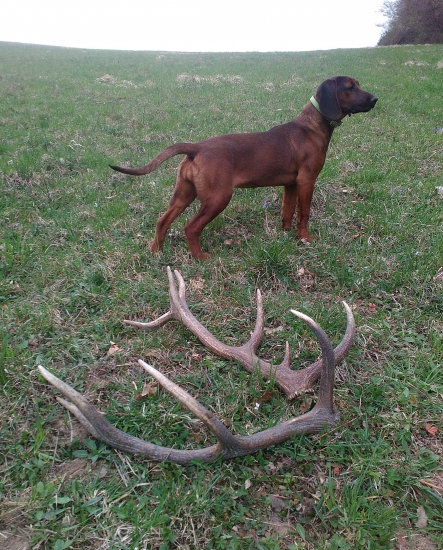 Dnešná ranná prechadzka :-)