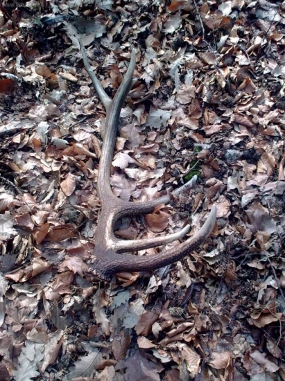 minulorocny 12-torak