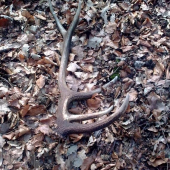 minulorocny 12-torak