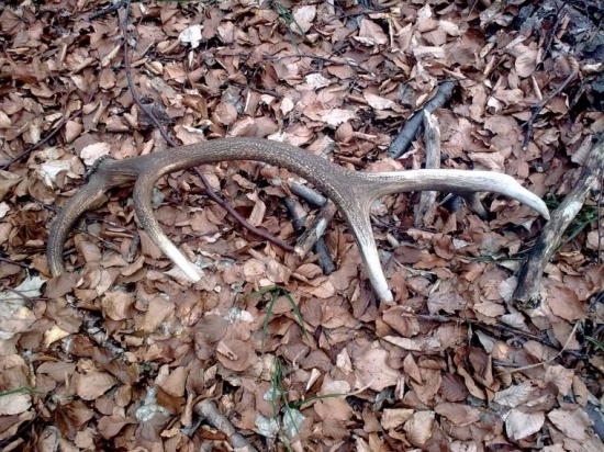 10-torak tohorocny 2kg