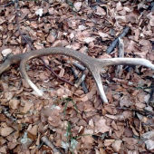 10-torak tohorocny 2kg