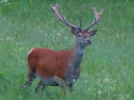 Jeleň