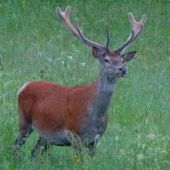 Jeleň