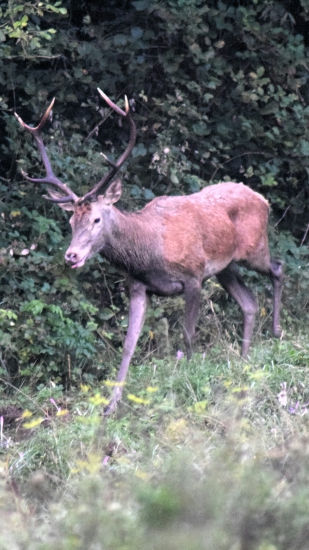 Jeleň