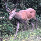 Jeleň