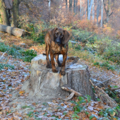 dačulo