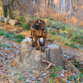 dač