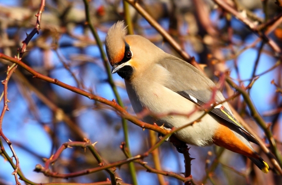 chochláč severský