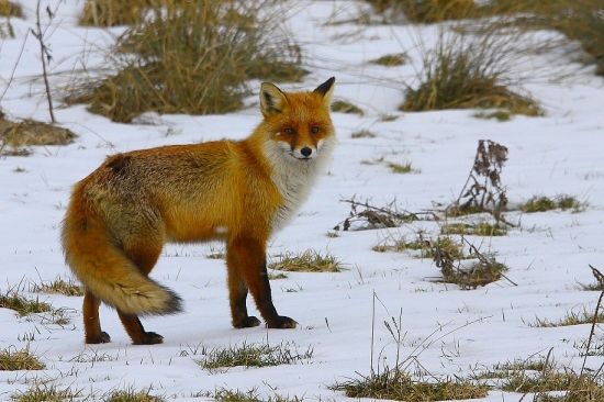 liška fotena z auta