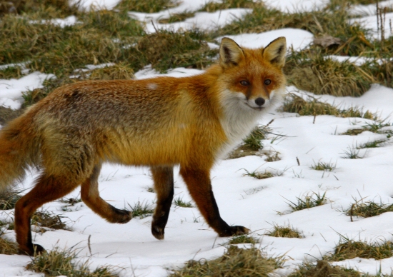 liška