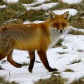 liška