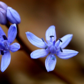 scila viedenská