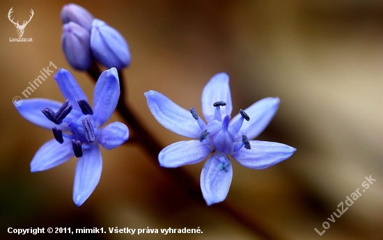 scila viedenská