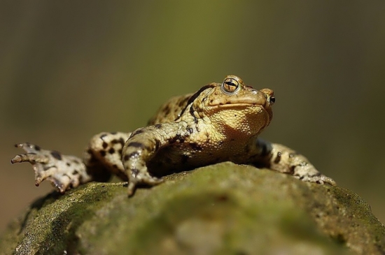 ropucha bradavičnatá