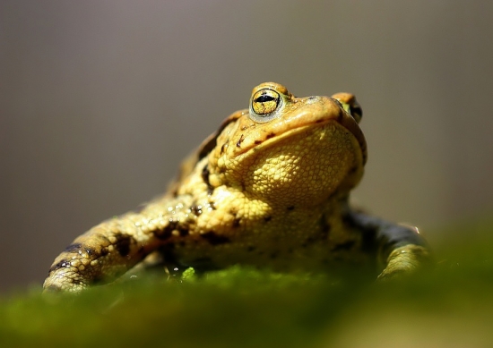 ropucha bradavičnatá