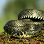 Užovka obojková