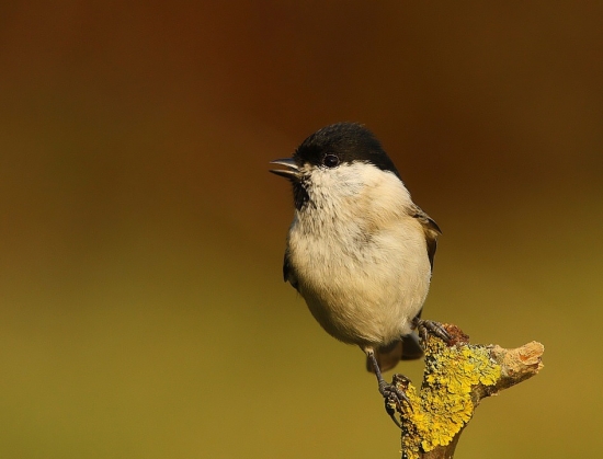 sýkorka lesklohlavá