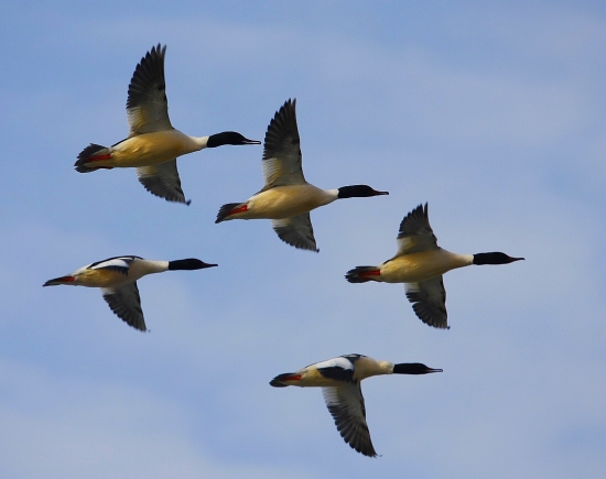 prelet nad šíravou