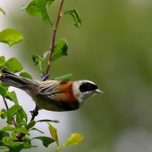 kúdelníčka lužná