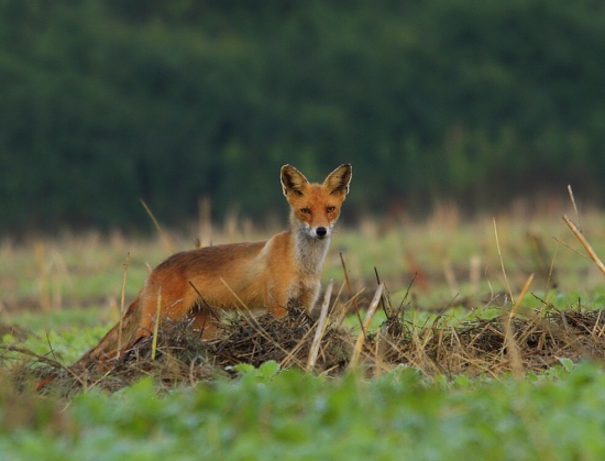 Líška