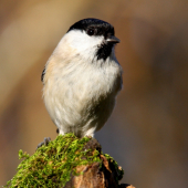 sýkorka lesklohlavá