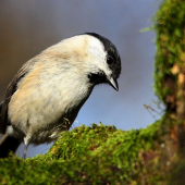 sýkorka lesklohlavá