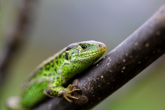 preletí ta mucha alebo nie