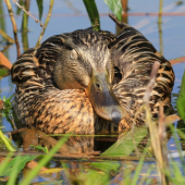 doobedňajšia siesta